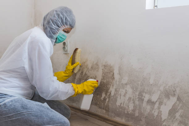 Best Mold Damage Repair  in Milwaukee, WI