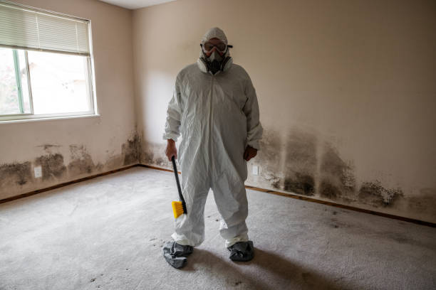 Best Black Mold Removal  in Milwaukee, WI