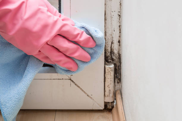 Best Professional Mold Removal  in Milwaukee, WI