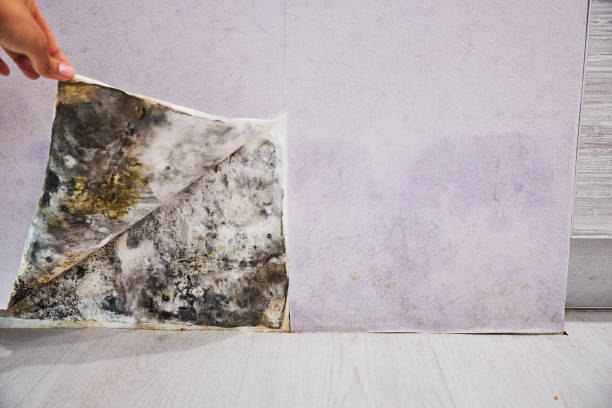 Best Emergency Mold Removal  in Milwaukee, WI
